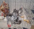 Η πρώτη καταδίκη για υπαίθρια πώληση πουλερικών στην Αγία Μαρίνα Κορωπίου